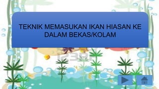 TEKNIK MEMASUKAN IKAN HIASAN KE
DALAM BEKAS/KOLAM
 