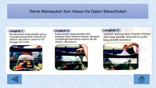 Teknik Memasukan Ikan Hiasan Ke Dalam Bekas/Kolam
 