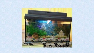 T7 penyediaan akuarium-dan-peralatan
