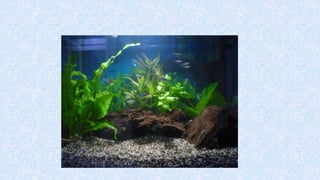 T7 penyediaan akuarium-dan-peralatan