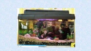 T7 penyediaan akuarium-dan-peralatan
