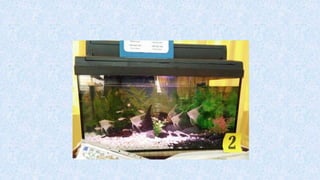 T7 penyediaan akuarium-dan-peralatan
