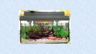T7 penyediaan akuarium-dan-peralatan
