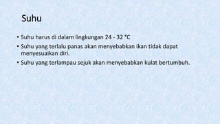 Suhu
• Suhu harus di dalam lingkungan 24 - 32 °C
• Suhu yang terlalu panas akan menyebabkan ikan tidak dapat
menyesuaikan diri.
• Suhu yang terlampau sejuk akan menyebabkan kulat bertumbuh.
 