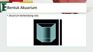 Bentuk Akuarium
• akuarium berbelakang rata
 