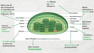 Grana Function Life and Living- Cells. Grade 10, Term 1 | PPTX