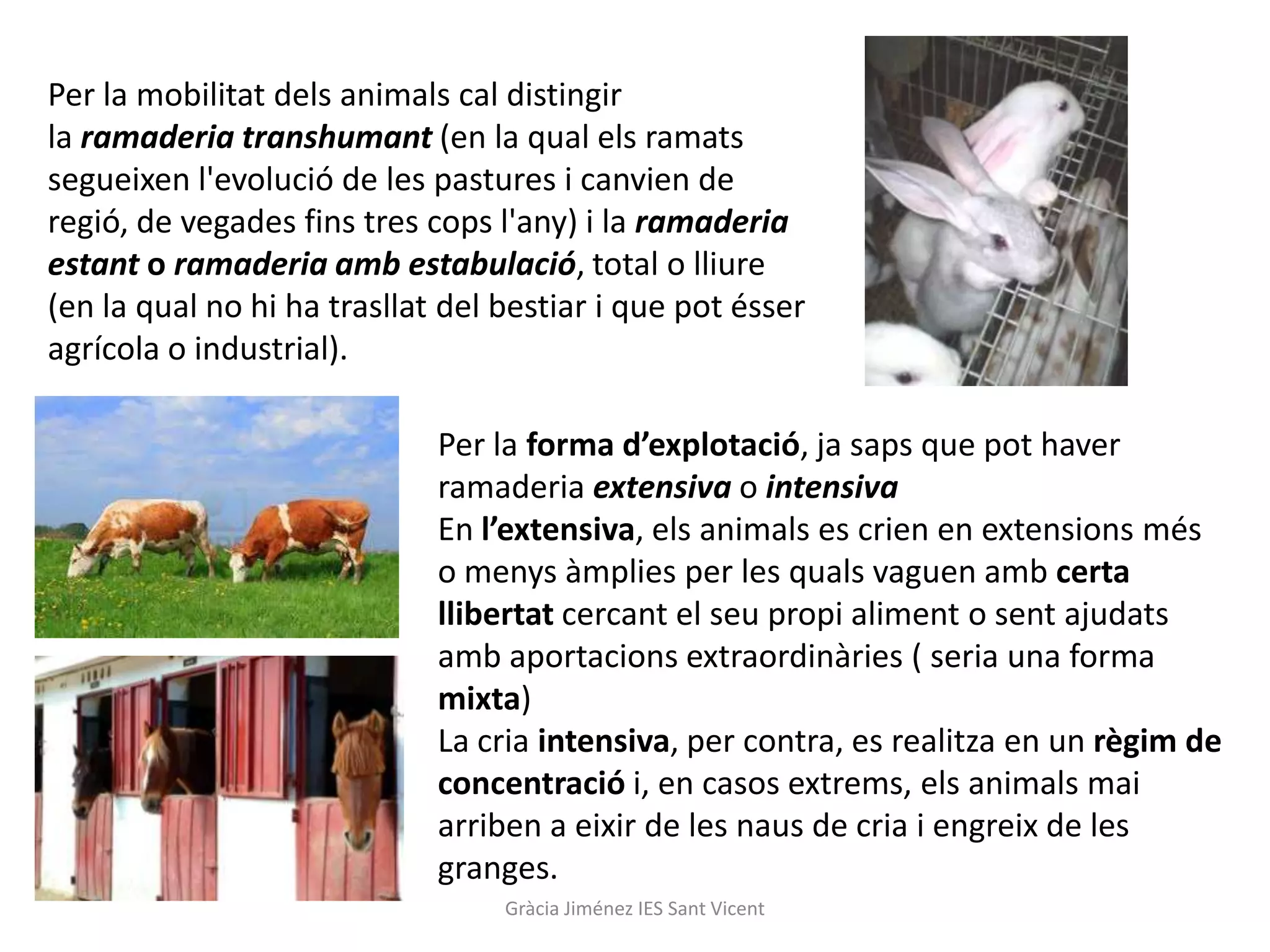 Per la mobilitat dels animals cal distingir
la ramaderia transhumant (en la qual els ramats
segueixen l'evolució de les pastures i canvien de
regió, de vegades fins tres cops l'any) i la ramaderia
estant o ramaderia amb estabulació, total o lliure
(en la qual no hi ha trasllat del bestiar i que pot ésser
agrícola o industrial).

                             Per la forma d’explotació, ja saps que pot haver
                             ramaderia extensiva o intensiva
                             En l’extensiva, els animals es crien en extensions més
                             o menys àmplies per les quals vaguen amb certa
                             llibertat cercant el seu propi aliment o sent ajudats
                             amb aportacions extraordinàries ( seria una forma
                             mixta)
                             La cria intensiva, per contra, es realitza en un règim de
                             concentració i, en casos extrems, els animals mai
                             arriben a eixir de les naus de cria i engreix de les
                             granges.
                                  Gràcia Jiménez IES Sant Vicent
 