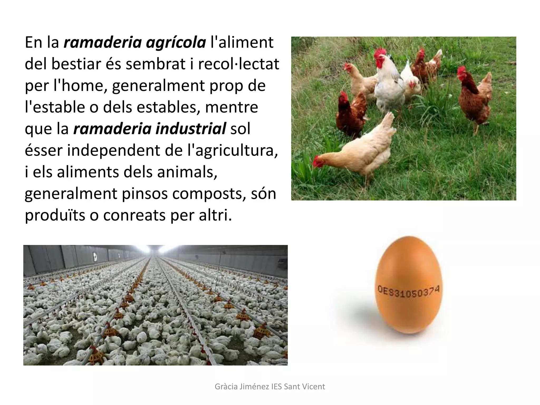 En la ramaderia agrícola l'aliment
del bestiar és sembrat i recol·lectat
per l'home, generalment prop de
l'estable o dels estables, mentre
que la ramaderia industrial sol
ésser independent de l'agricultura,
i els aliments dels animals,
generalment pinsos composts, són
produïts o conreats per altri.




                           Gràcia Jiménez IES Sant Vicent
 