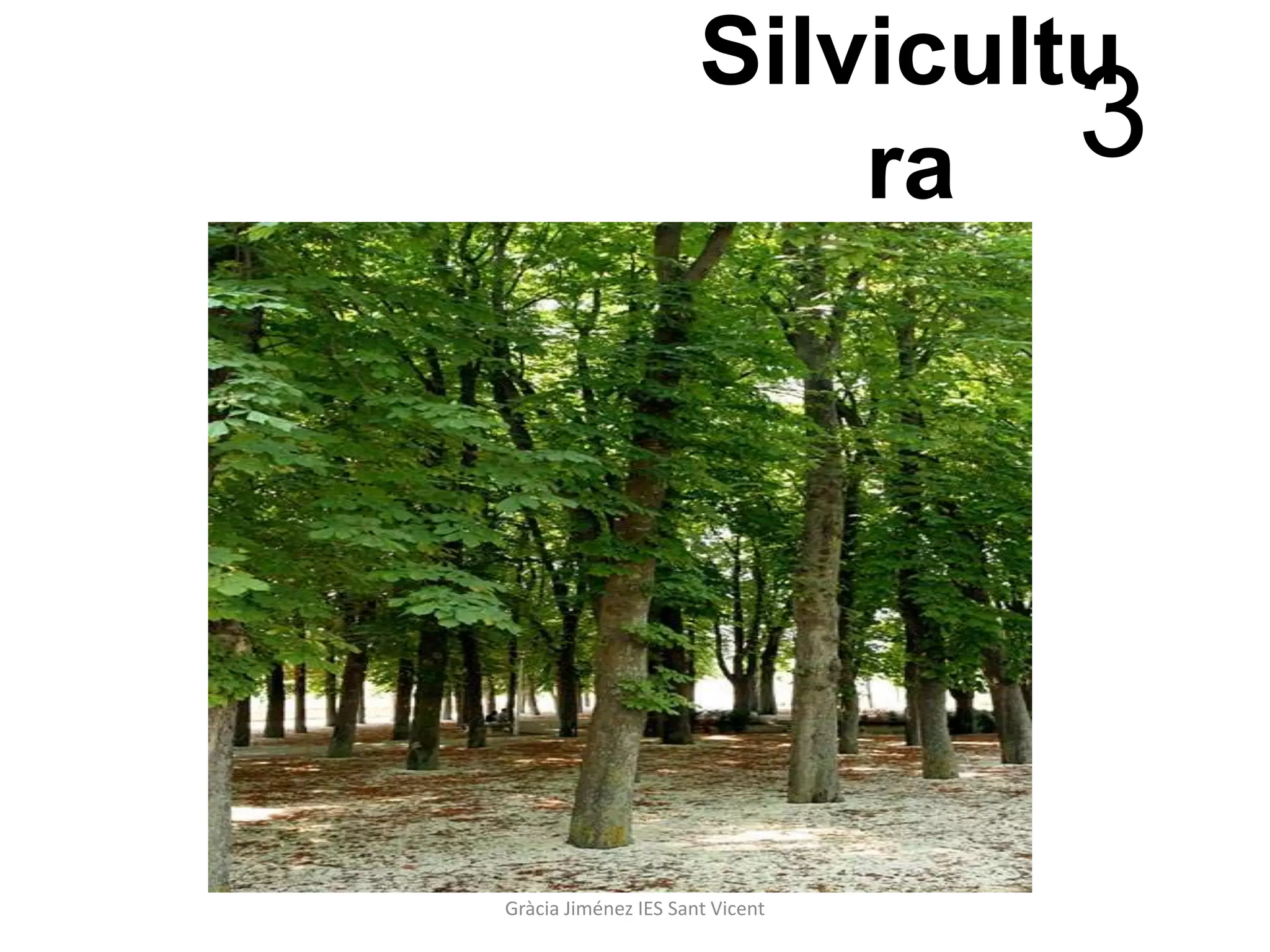 Silvicultu
                          ra   3




Gràcia Jiménez IES Sant Vicent
 