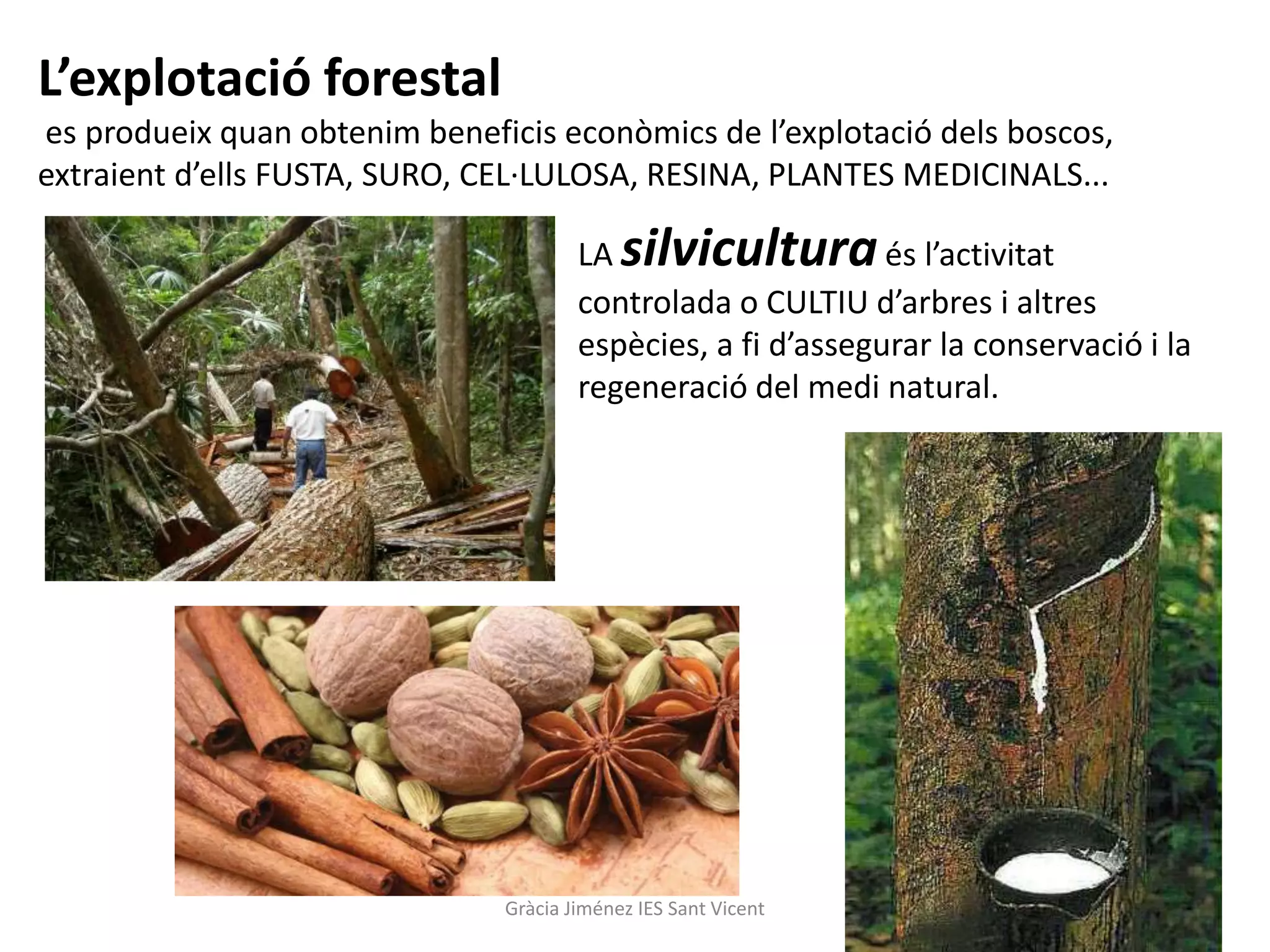 L’explotació forestal
es produeix quan obtenim beneficis econòmics de l’explotació dels boscos,
extraient d’ells FUSTA, SURO, CEL·LULOSA, RESINA, PLANTES MEDICINALS...

                                       LA   silvicultura      és l’activitat
                                       controlada o CULTIU d’arbres i altres
                                       espècies, a fi d’assegurar la conservació i la
                                       regeneració del medi natural.




                               Gràcia Jiménez IES Sant Vicent
 
