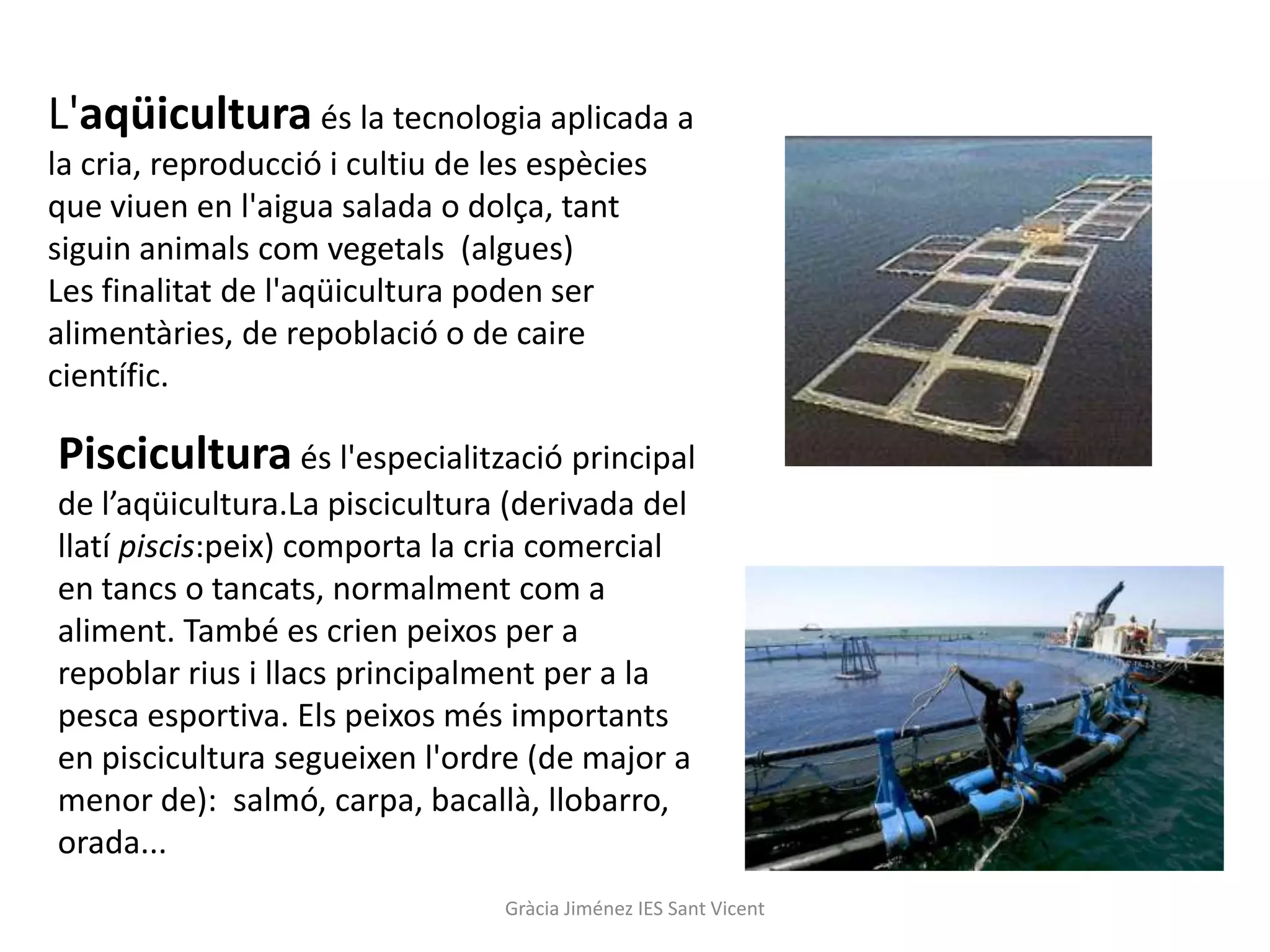 L'aqüicultura és la tecnologia aplicada a
la cria, reproducció i cultiu de les espècies
que viuen en l'aigua salada o dolça, tant
siguin animals com vegetals (algues)
Les finalitat de l'aqüicultura poden ser
alimentàries, de repoblació o de caire
científic.

Piscicultura és l'especialització principal
de l’aqüicultura.La piscicultura (derivada del
llatí piscis:peix) comporta la cria comercial
en tancs o tancats, normalment com a
aliment. També es crien peixos per a
repoblar rius i llacs principalment per a la
pesca esportiva. Els peixos més importants
en piscicultura segueixen l'ordre (de major a
menor de): salmó, carpa, bacallà, llobarro,
orada...
                                  Gràcia Jiménez IES Sant Vicent
 