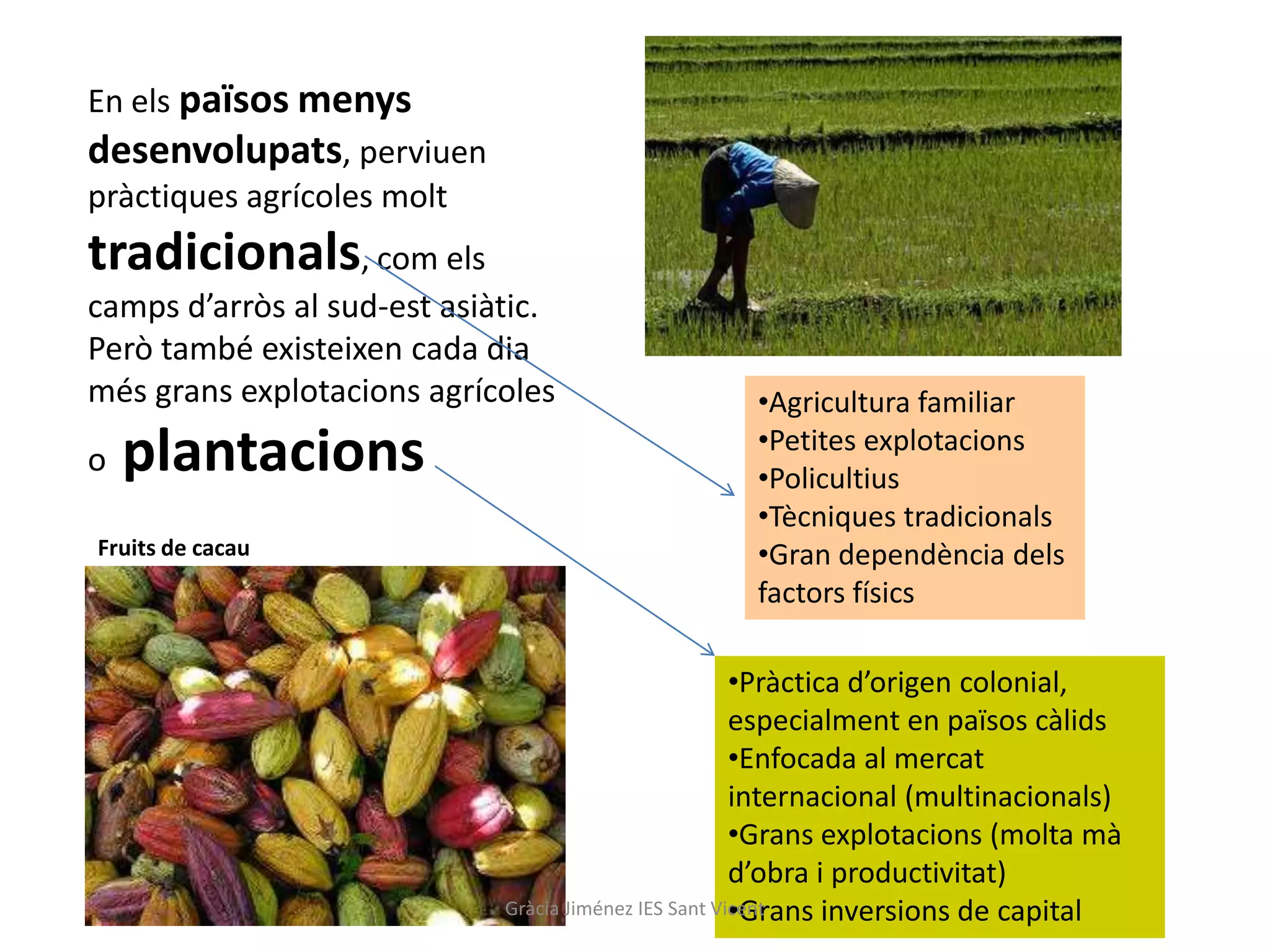 En els països menys
desenvolupats, perviuen
pràctiques agrícoles molt
tradicionals, com els
camps d’arròs al sud-est asiàtic.
Però també existeixen cada dia
més grans explotacions agrícoles                   •Agricultura familiar
                                                   •Petites explotacions
o   plantacions                                    •Policultius
                                                   •Tècniques tradicionals
Fruits de cacau                                    •Gran dependència dels
                                                   factors físics

                                                       •Pràctica d’origen colonial,
                                                       especialment en països càlids
                                                       •Enfocada al mercat
                                                       internacional (multinacionals)
                                                       •Grans explotacions (molta mà
                                                       d’obra i productivitat)
                                                       •Grans inversions de capital
                             Gràcia Jiménez IES Sant Vicent
 