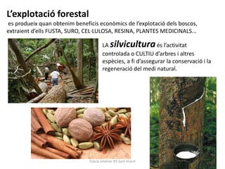 L’explotació forestal
es produeix quan obtenim beneficis econòmics de l’explotació dels boscos,
extraient d’ells FUSTA, SURO, CEL·LULOSA, RESINA, PLANTES MEDICINALS...

                                       LA   silvicultura      és l’activitat
                                       controlada o CULTIU d’arbres i altres
                                       espècies, a fi d’assegurar la conservació i la
                                       regeneració del medi natural.




                               Gràcia Jiménez IES Sant Vicent
 