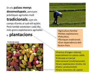 En els països menys
desenvolupats, perviuen
pràctiques agrícoles molt
tradicionals, com els
camps d’arròs al sud-est asiàtic.
Però també existeixen cada dia
més grans explotacions agrícoles                   •Agricultura familiar
                                                   •Petites explotacions
o   plantacions                                    •Policultius
                                                   •Tècniques tradicionals
Fruits de cacau                                    •Gran dependència dels
                                                   factors físics

                                                       •Pràctica d’origen colonial,
                                                       especialment en països càlids
                                                       •Enfocada al mercat
                                                       internacional (multinacionals)
                                                       •Grans explotacions (molta mà
                                                       d’obra i productivitat)
                                                       •Grans inversions de capital
                             Gràcia Jiménez IES Sant Vicent
 