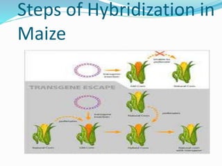 Steps of Hybridization in 
Maize 
 