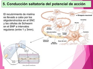 El recubrimiento de mielina
es llevado a cabo por los
oligodendrocitos en el SNC
y las células de Schwann
en el SNP a intervalos
regulares (entre 1 y 3mm).
5. Conducción saltatoria del potencial de acción
 