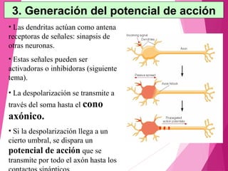 3. Generación del potencial de acción
http://cajal.com/
• Las dendritas actúan como antena
receptoras de señales: sinapsis de
otras neuronas.
• Estas señales pueden ser
activadoras o inhibidoras (siguiente
tema).
• La despolarización se transmite a
través del soma hasta el cono
axónico.
• Si la despolarización llega a un
cierto umbral, se dispara un
potencial de acción que se
transmite por todo el axón hasta los
 