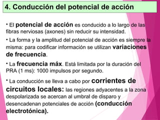 • El potencial de acción es conducido a lo largo de las
fibras nerviosas (axones) sin reducir su intensidad.
• La forma y la amplitud del potencial de acción es siempre la
misma: para codificar información se utilizan variaciones
de frecuencia.
• La frecuencia máx. Está limitada por la duración del
PRA (1 ms): 1000 impulsos por segundo.
• La conducción se lleva a cabo por corrientes de
circuitos locales: las regiones adyacentes a la zona
despolarizada se acercan al umbral de disparo y
desencadenan potenciales de acción (conducción
electrotónica).
4. Conducción del potencial de acción
 