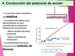 • Los axones están recubiertos
de mielina
• La cubierta de mielina aisla
electricamente el axón,
aumentando la resistencia
eléctrica de la membrana:
- Menor pérdida de señal
conducida
- Mayor velocidad de
conducción
• Los intercambios de iones
ocurren en los nódulos de
Ranvier.
4. Conducción del potencial de acción
 