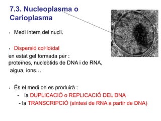 T8- Els orgànuls cel·lulars delimitats per membranes.pptx.pdf