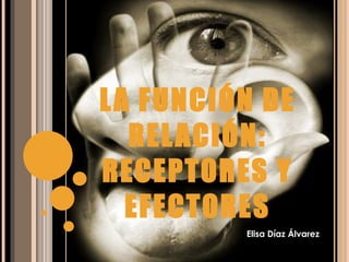LA FUNCIÓN DE RELACIÓN: RECEPTORES Y EFECTORES Elisa Díaz Álvarez 