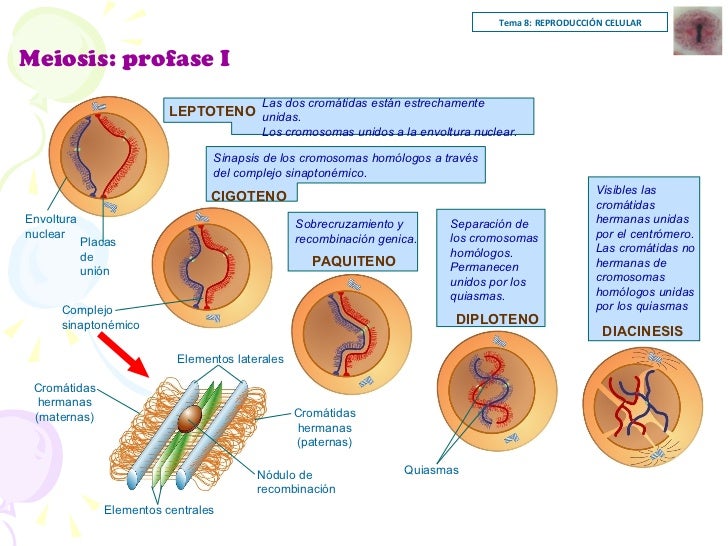 Resultado de imagen de meiosis 1 profase 1