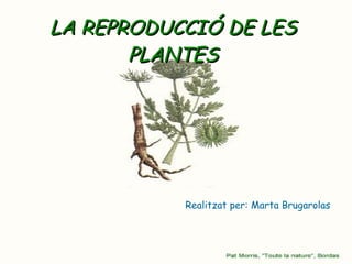 LA REPRODUCCIÓ DE LES PLANTES Realitzat per: Marta Brugarolas 