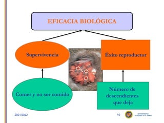 10
2021/2022
EFICACIA BIOLÓGICA
Comer y no ser comido
Número de
descendientes
que deja
Supervivencia Éxito reproductor
 