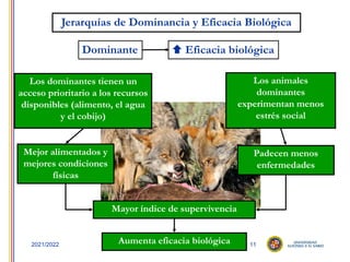 11
2021/2022
Los dominantes tienen un
acceso prioritario a los recursos
disponibles (alimento, el agua
y el cobijo)
Los animales
dominantes
experimentan menos
estrés social
Jerarquías de Dominancia y Eficacia Biológica
Dominante  Eficacia biológica
Mejor alimentados y
mejores condiciones
físicas
Padecen menos
enfermedades
Mayor índice de supervivencia
Aumenta eficacia biológica
 