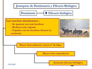 12
2021/2022
Jerarquías de Dominancia y Eficacia Biológica
Dominante  Eficacia biológica
Los machos dominantes :
- Se aparean con más hembras
- Realizan más cópulas
- Copulan con las hembras durante la
ovulación
Mayor descendencia: mayor nº de hijos
Mayor éxito reproductor
Aumenta eficacia biológica
 