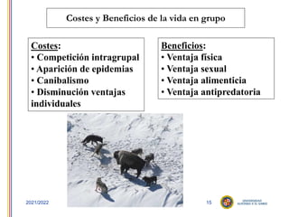 15
2021/2022
Costes y Beneficios de la vida en grupo
Beneficios:
• Ventaja física
• Ventaja sexual
• Ventaja alimenticia
• Ventaja antipredatoria
Costes:
• Competición intragrupal
• Aparición de epidemias
• Canibalismo
• Disminución ventajas
individuales
 