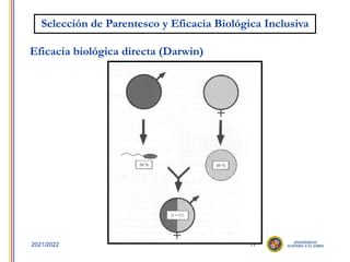 17
2021/2022
Selección de Parentesco y Eficacia Biológica Inclusiva
Eficacia biológica directa (Darwin)
 