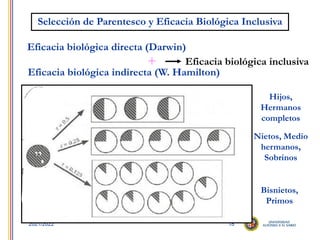 18
2021/2022
Selección de Parentesco y Eficacia Biológica Inclusiva
Eficacia biológica directa (Darwin)
Eficacia biológica indirecta (W. Hamilton)
Eficacia biológica inclusiva
+
Hijos,
Hermanos
completos
Nietos, Medio
hermanos,
Sobrinos
Bisnietos,
Primos
 