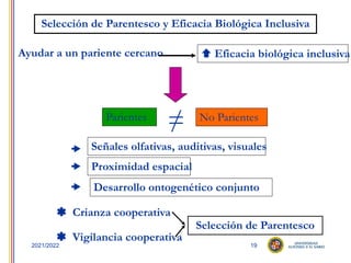 19
2021/2022
Ayudar a un pariente cercano  Eficacia biológica inclusiva
Parientes No Parientes
=
/
 Crianza cooperativa
 Vigilancia cooperativa
Selección de Parentesco
Señales olfativas, auditivas, visuales

Proximidad espacial

Desarrollo ontogenético conjunto

Selección de Parentesco y Eficacia Biológica Inclusiva
 