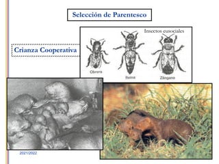 20
2021/2022
Selección de Parentesco
Crianza Cooperativa
Insectos eusociales
 