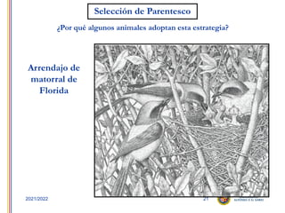 21
2021/2022
Selección de Parentesco
¿Por qué algunos animales adoptan esta estrategia?
Arrendajo de
matorral de
Florida
 
