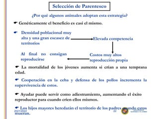 22
2021/2022
Selección de Parentesco
¿Por qué algunos animales adoptan esta estrategia?
 Los hijos mayores heredarán el territorio de los padres cuando estos
mueran.
 Genéticamente el beneficio es casi el mismo.
 Densidad poblacional muy
alta y una gran escasez de
territorios
Elevada competencia
Costos muy altos
reproducción propia
Al final no consigan
reproducirse
 La mortalidad de los jóvenes aumenta si crían a una temprana
edad.
 Cooperación en la ceba y defensa de los pollos incrementa la
supervivencia de estos.
 Ayudar puede servir como adiestramiento, aumentando el éxito
reproductor para cuando críen ellos mismos.
 