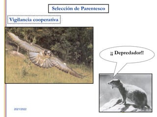 23
2021/2022
Selección de Parentesco
Vigilancia cooperativa
¡¡ Depredador!!
 