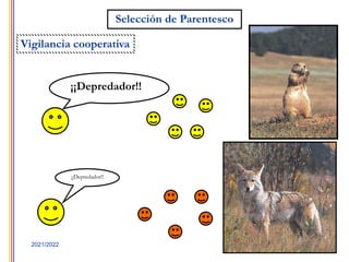 24
2021/2022
¡¡Depredador!!
¡¡Depredador!!
Selección de Parentesco
Vigilancia cooperativa
 