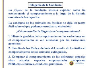 3
2021/2022
Filogenia de la Conducta
La filogenia de la conducta intenta explicar cómo ha
evolucionado el comportamiento a lo largo de la historia
evolutiva de las especies.
La conducta de los animales no fosiliza: no deja un rastro
fósil sobre el que podamos estudiar su evolución.
¿Cómo estudiar la filogenia del comportamiento?
2. Estudio de los fósiles: deducir del estudio de los fósiles el
comportamiento de los animales extinguidos.
3. Comparar el comportamiento de las diferentes especies
vivas actuales: especies emparentadas comparten
conductas similares, conductas primitivas.
1. Historia genética del comportamiento: las variaciones en
el comportamiento se ven afectadas por las variaciones
genéticas.
 