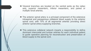  Visceral branches are located on the ventral aorta as the celiac
axis, superior mesenteric, inferior mesenteric, and paired or
multiple renal arteries.
 The anterior spinal artery is a principal component of the extensive
intraspinal and paraspinous collateral blood supply to the anterior
spinal cord, with 75% of all segmental arteries providing direct
anterior spinal artery-supplying branches.
 This extensive collateral network imparts a responsibility to define
dominant intercostal and lumbar arteries for each individual patient
to guide operative planning for reconstruction and preservation of
blood supply to the spinal cord.
 