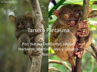 Tarsero Fantasma
Por: Natalia Del Corral, Joseph
Herberth, Martina Lares y Candela
Ibañez.

 