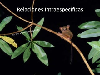 Relaciones Intraespecíficas

 