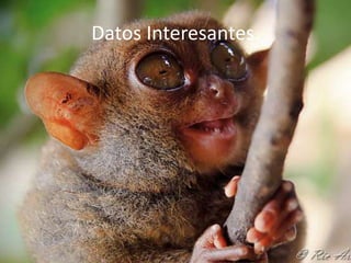 Datos Interesantes.

 