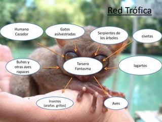 Red Trófica
Humano
Cazador

Gatos
asilvestradas

Buhos y
otras aves
rapaces

Serpientes de
los árboles

Tarsero
Fantasma

Insectos
(arañas grillos)

civetas

lagartos

Aves

 
