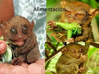 Alimentación

 