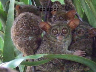 Población

 