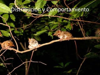 Distribución y Comportamiento

 