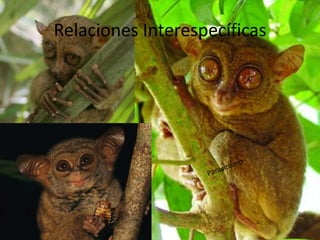 Relaciones Interespecíficas

 