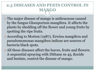 2.3 DISEASES AND PESTS CONTROL IN
MANGO
 The major disease of mango is anthracnose caused

by the fungus Gloesporium mangifera. It affects the
plants by shedding off the flower and young fruits by
spotting the ripe fruits.
 According to Morton (1987), Erwina mangifera and
pseudomomonas mangifera indicae are sources of
bacteria black spots.
 All these diseases affect the leaves, fruits and flowers.
A sequential spraying with Dithane m-45, Kocide
and benlate, control the disease of mango.

 